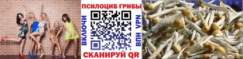 наркошоп Высоковск Псилоцибиновые грибы Psilocybine cubensis